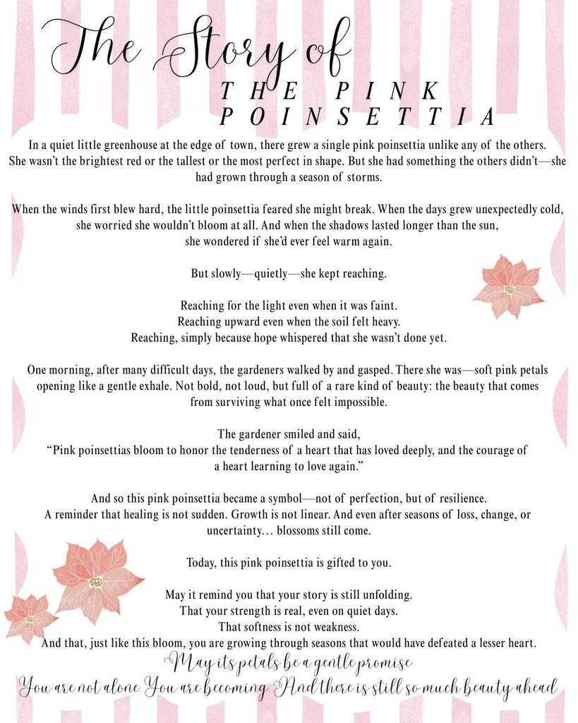 The Story of the Pink Poinsettia