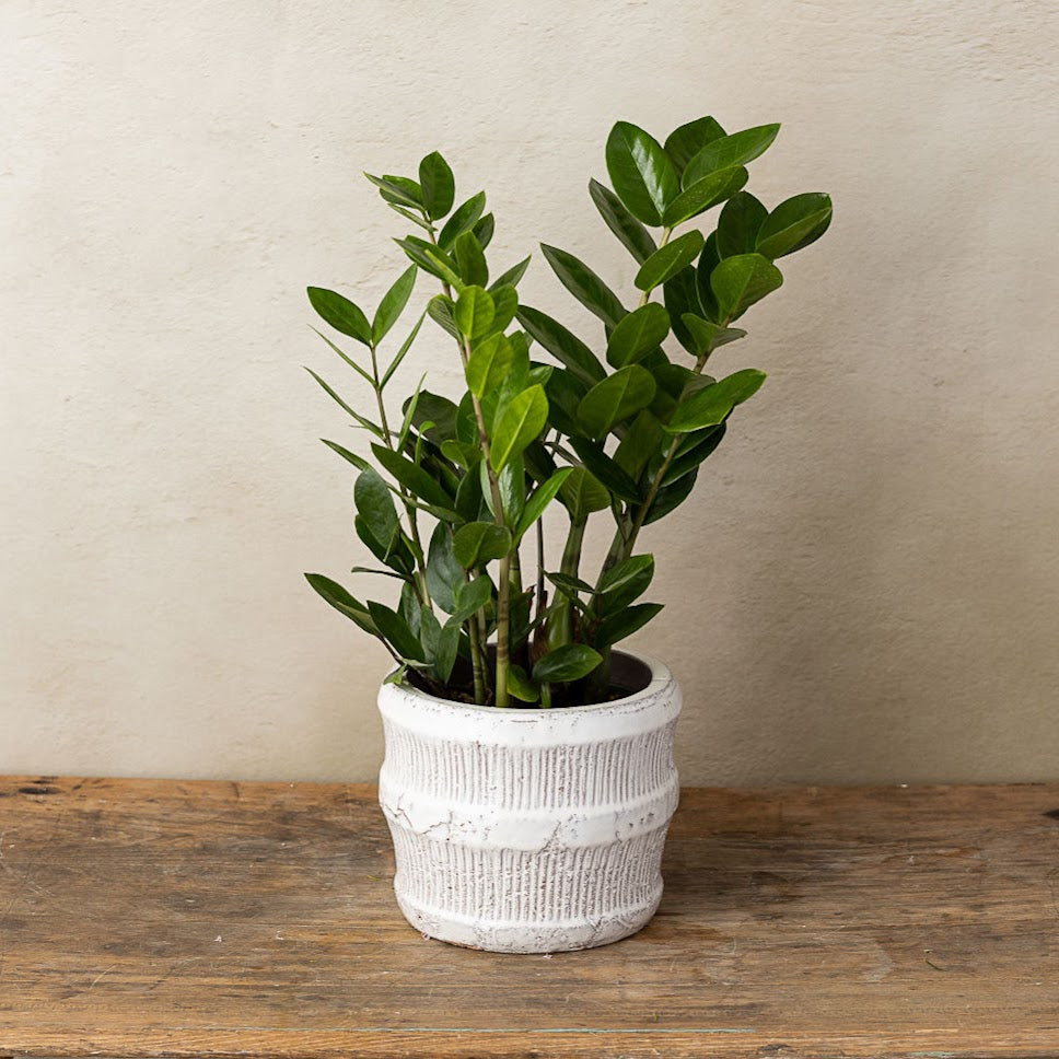 medium house plant Medium Houseplant – BLEVIOR