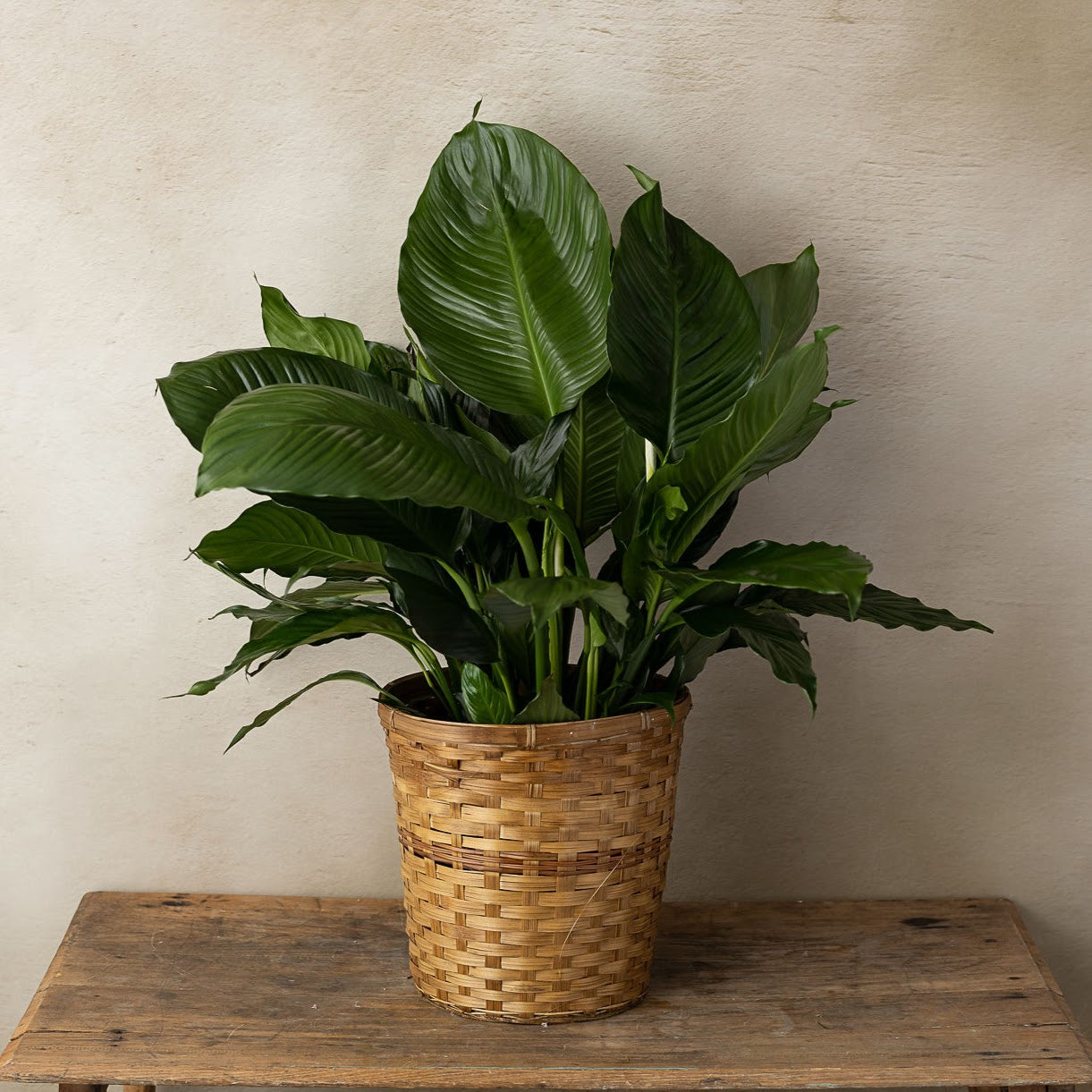 basket for large indoor plant Large Houseplant – BLEVIOR